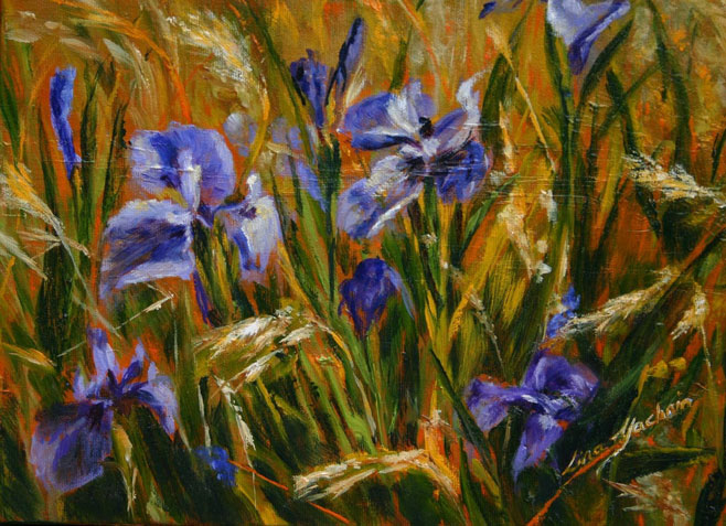 Field of Irises