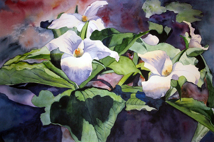 Trilliums